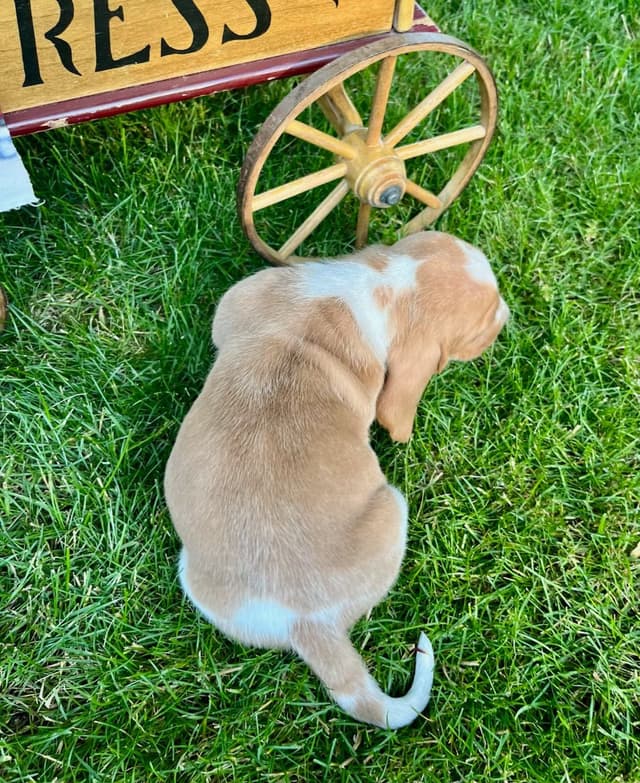 Just Arrived🐾❤️Basset Hound Puppies❤️text  or call 717-876-6655 media 17
