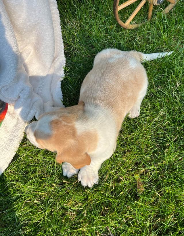 Just Arrived🐾❤️Basset Hound Puppies❤️text  or call 717-876-6655 media 7