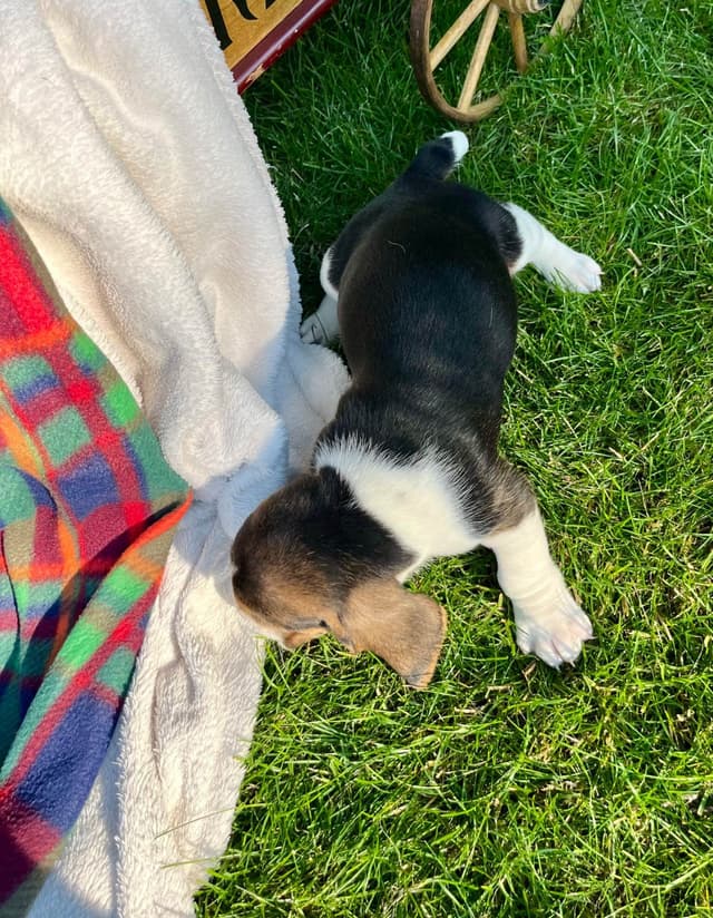 Just Arrived🐾❤️Basset Hound Puppies❤️text  or call 717-876-6655 media 15
