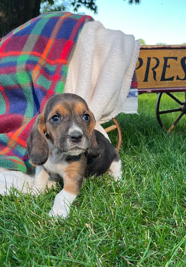 Just Arrived🐾❤️Basset Hound Puppies❤️text  or call 717-876-6655 media 13