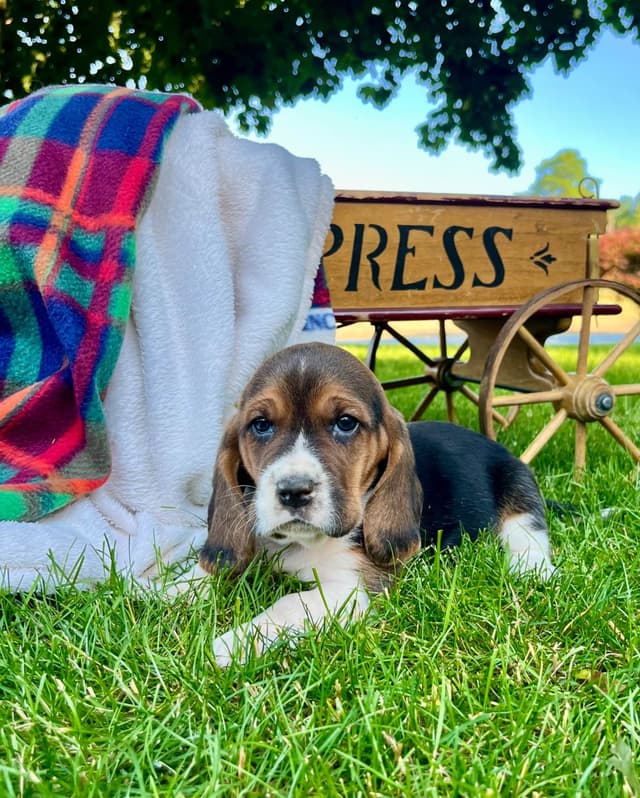 Just Arrived🐾❤️Basset Hound Puppies❤️text  or call 717-876-6655 media 10