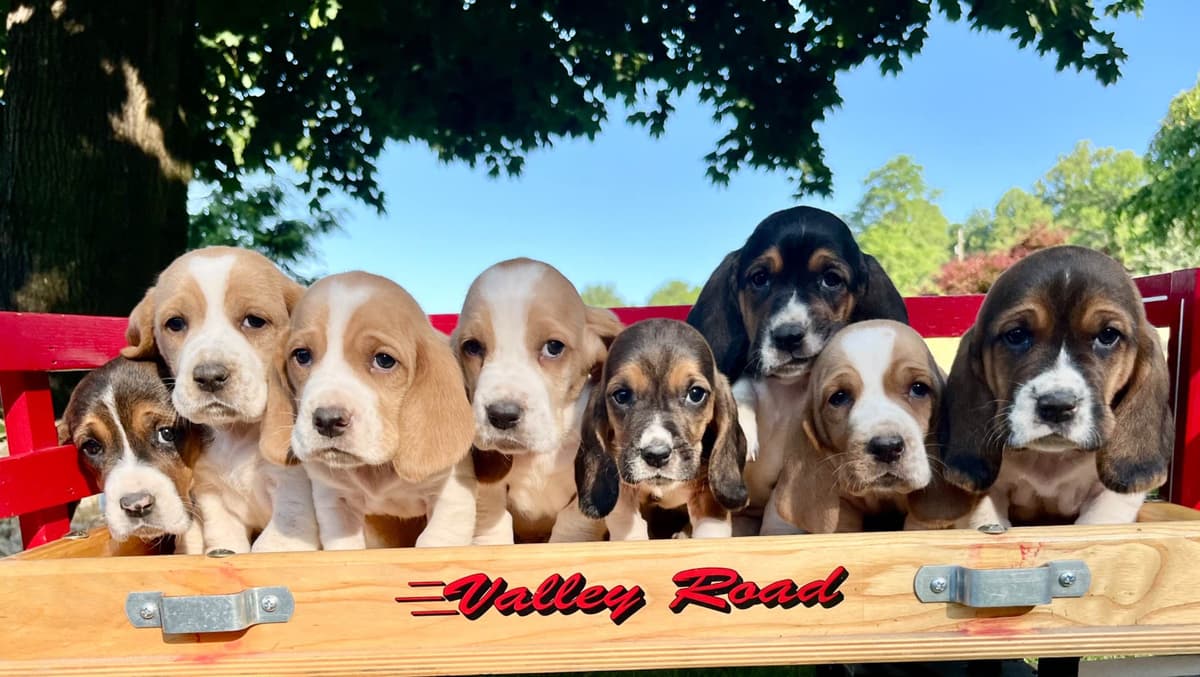 Just Arrived🐾❤️Basset Hound Puppies❤️text or call 717-876-6655 breeder image 5
