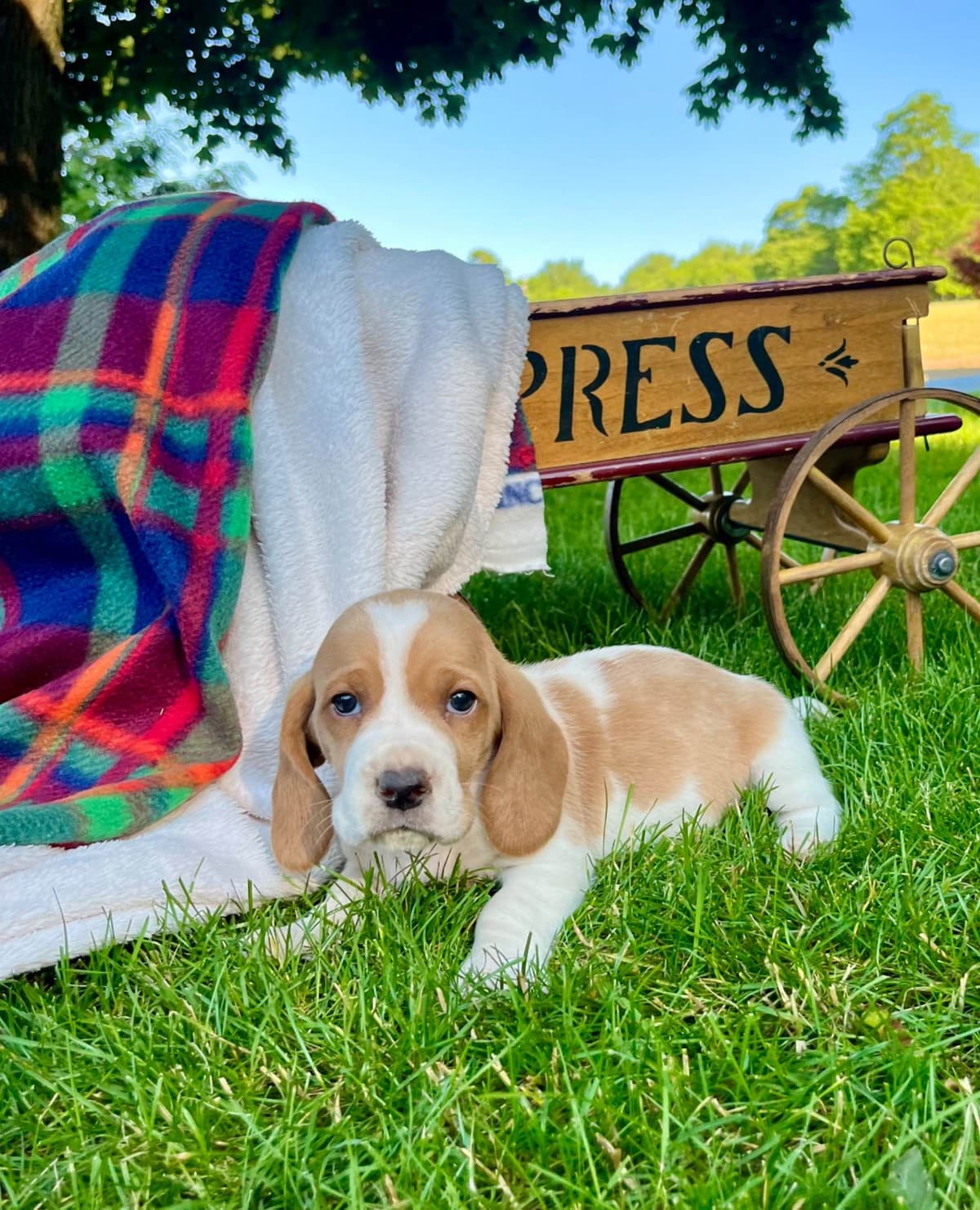 Just Arrived🐾❤️Basset Hound Puppies❤️text or call 717-876-6655 breeder image 8