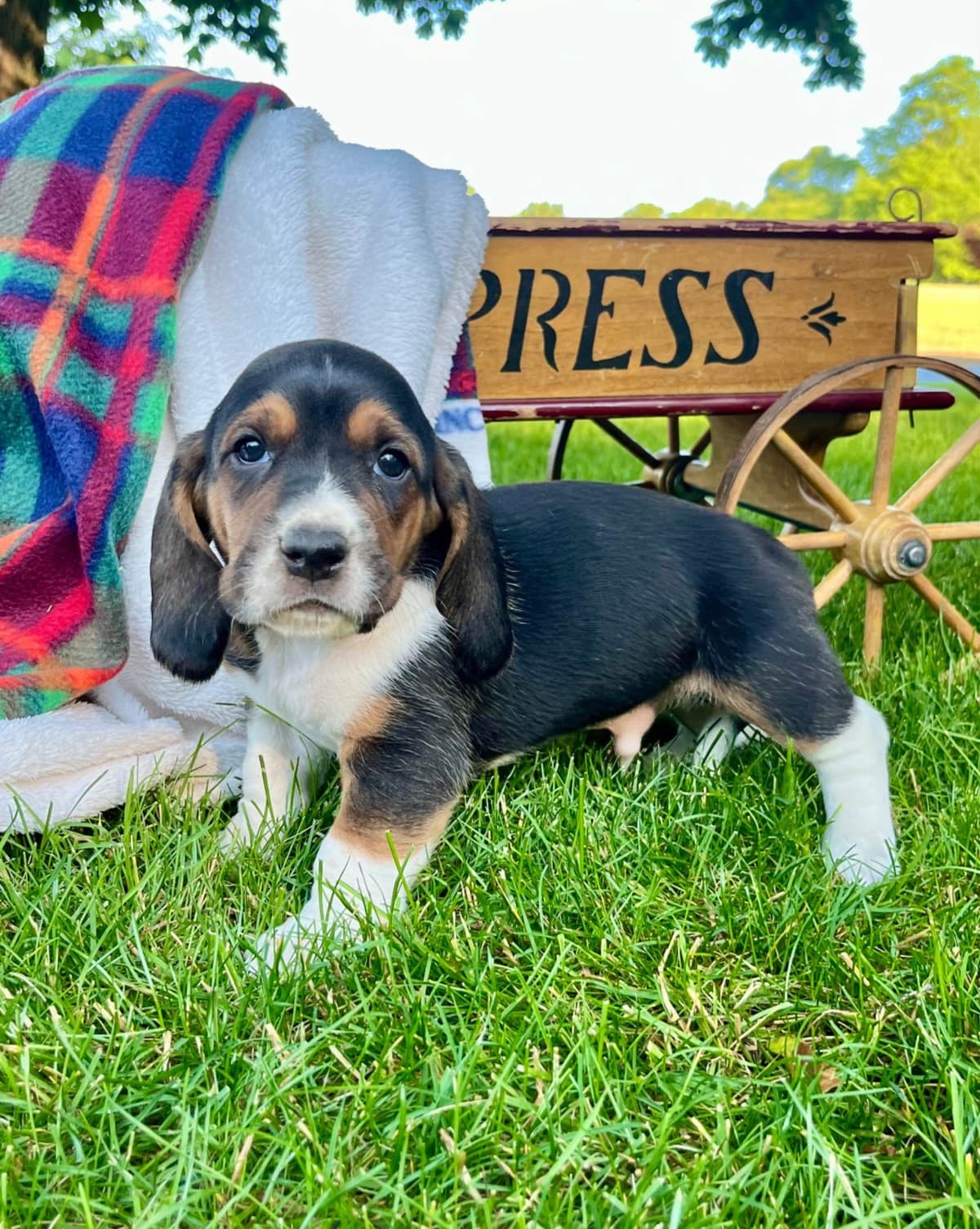 Just Arrived🐾❤️Basset Hound Puppies❤️text or call 717-876-6655 breeder image 11