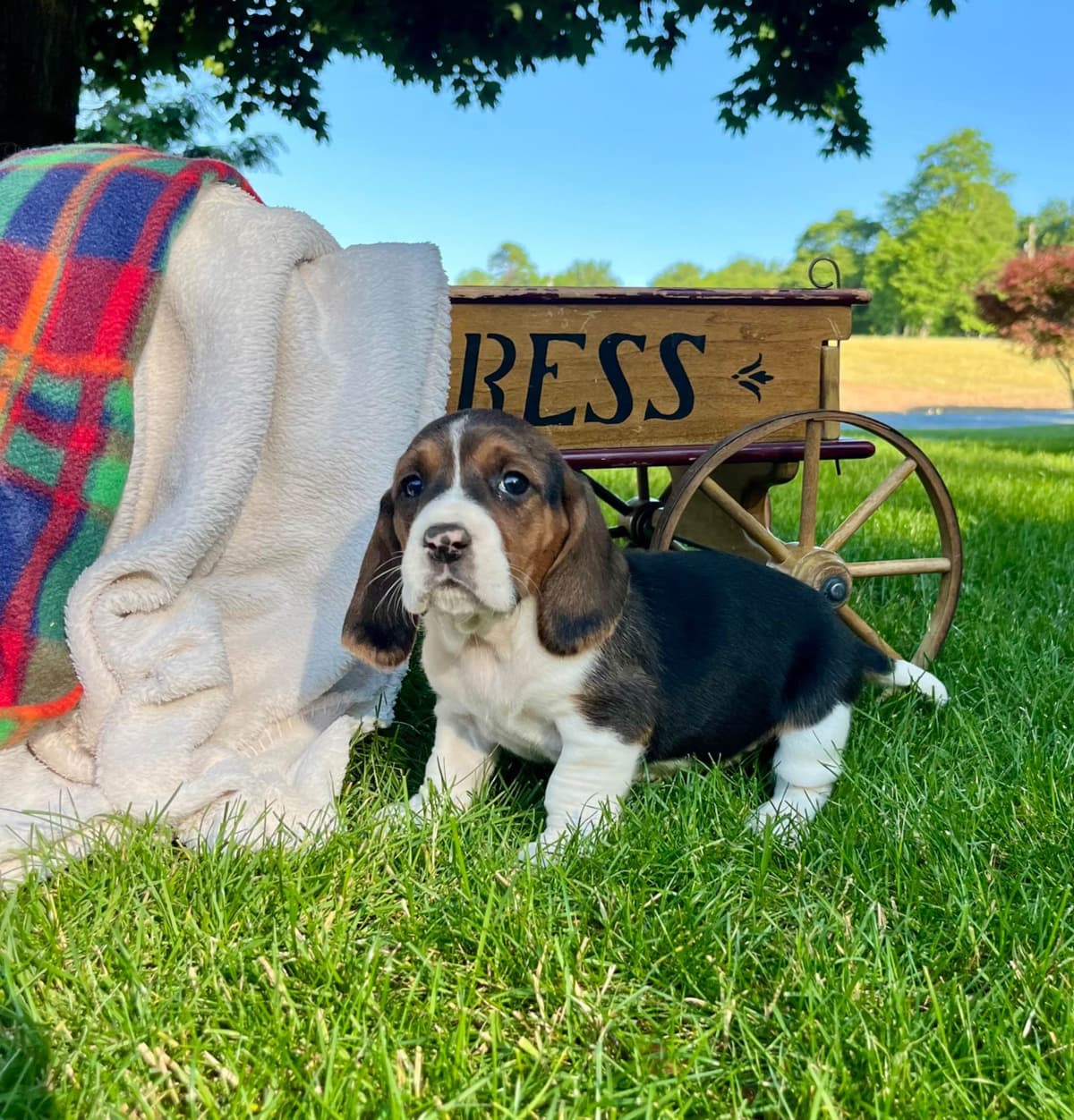 Just Arrived🐾❤️Basset Hound Puppies❤️text or call 717-876-6655 breeder image 9