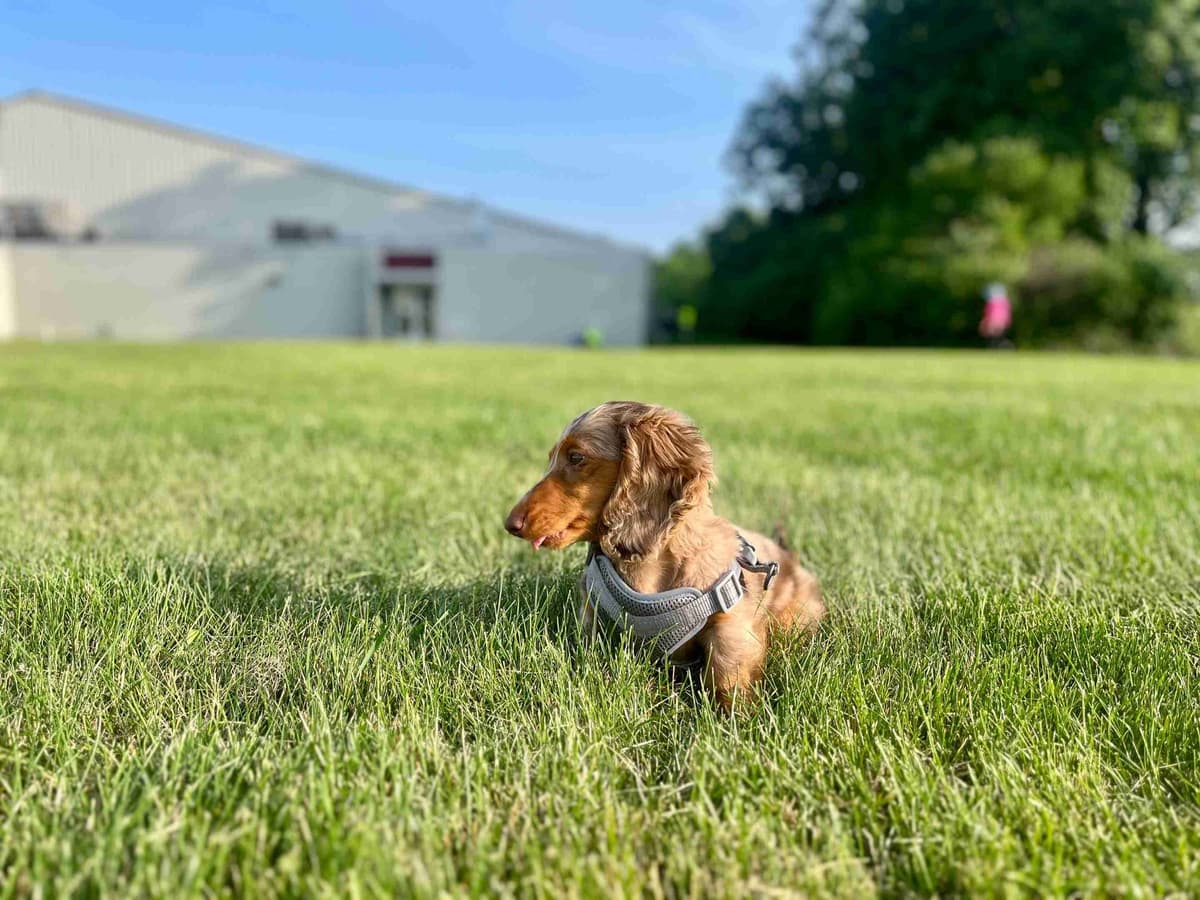 Sweet Wire-Haired Dachshund Puppies breeder image 1