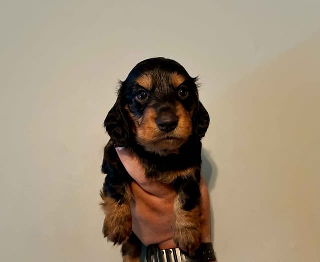 Very Cute Dachshund Puppy media 4