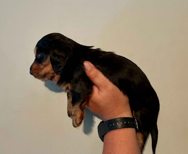 Very Cute Dachshund Puppy media 5