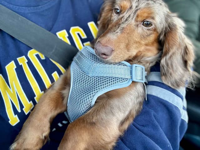 Sweet Wire-Haired Dachshund Puppies media 3