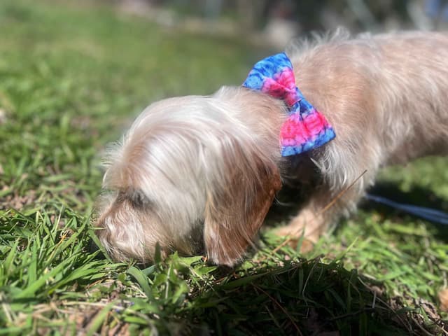 Sweet Wire-Haired Dachshund Puppies media 4