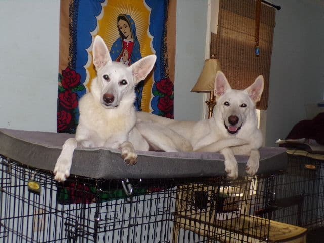 white german shepherd puppys ready may 23 rd Naples Ny 14512 media 3