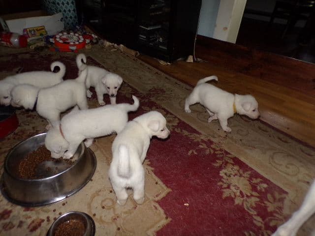 white german shepherd puppys ready may 23 rd Naples Ny 14512 media 4