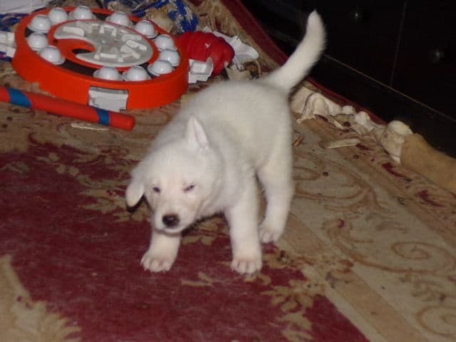 white german shepherd puppys ready may 23 rd Naples Ny 14512 media 5