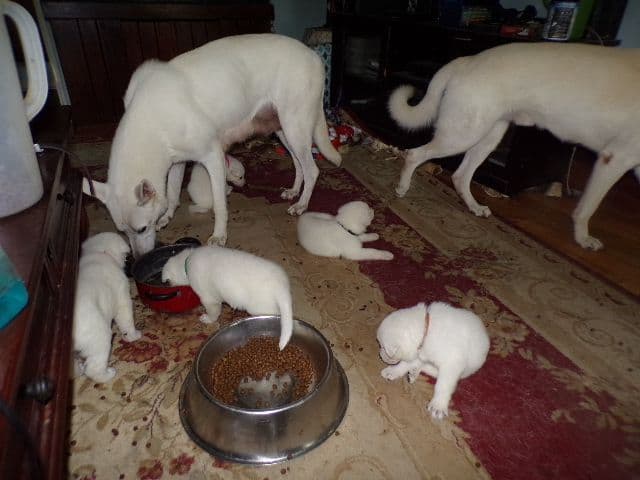 white german shepherd puppys ready may 23 rd Naples Ny 14512 media 6