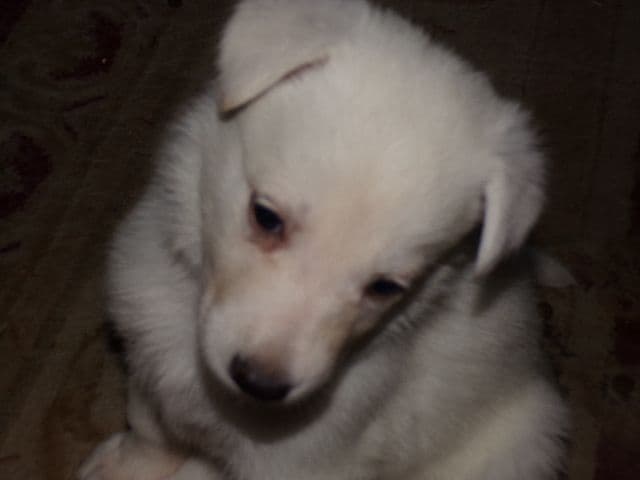 white german shepherd puppys ready may 23 rd Naples Ny 14512 media 7