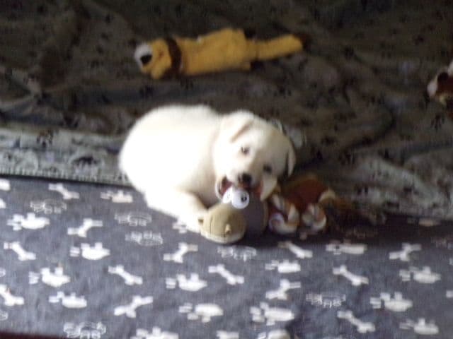 white german shepherd puppys ready may 23 rd Naples Ny 14512 media 8