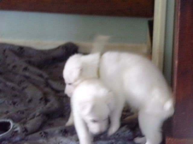 white german shepherd puppys ready may 23 rd Naples Ny 14512 media 9