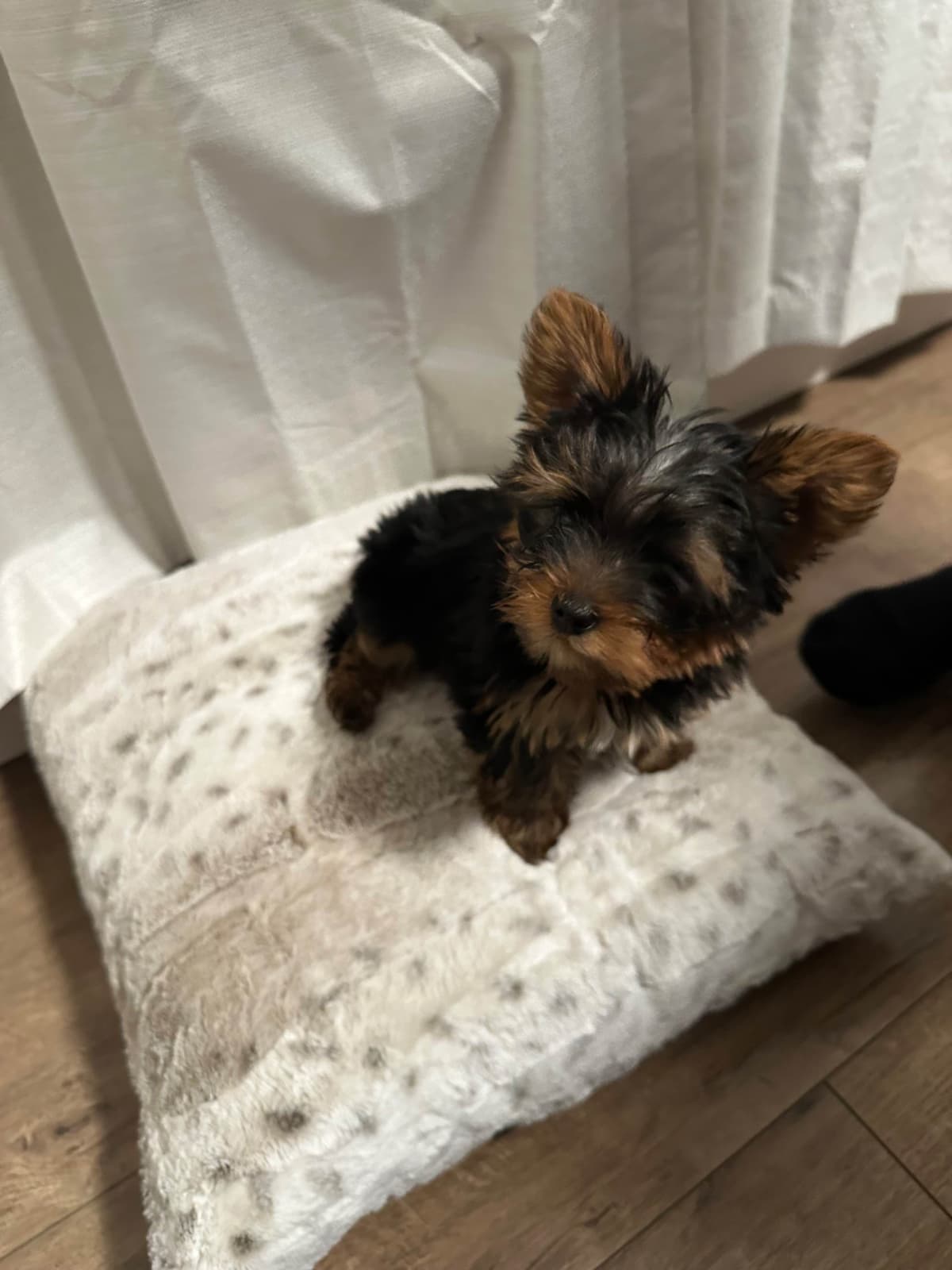 Adorable Male Yorkie breeder image 4