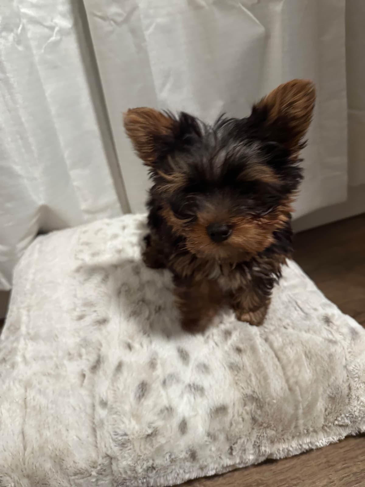 Adorable Male Yorkie breeder image 5