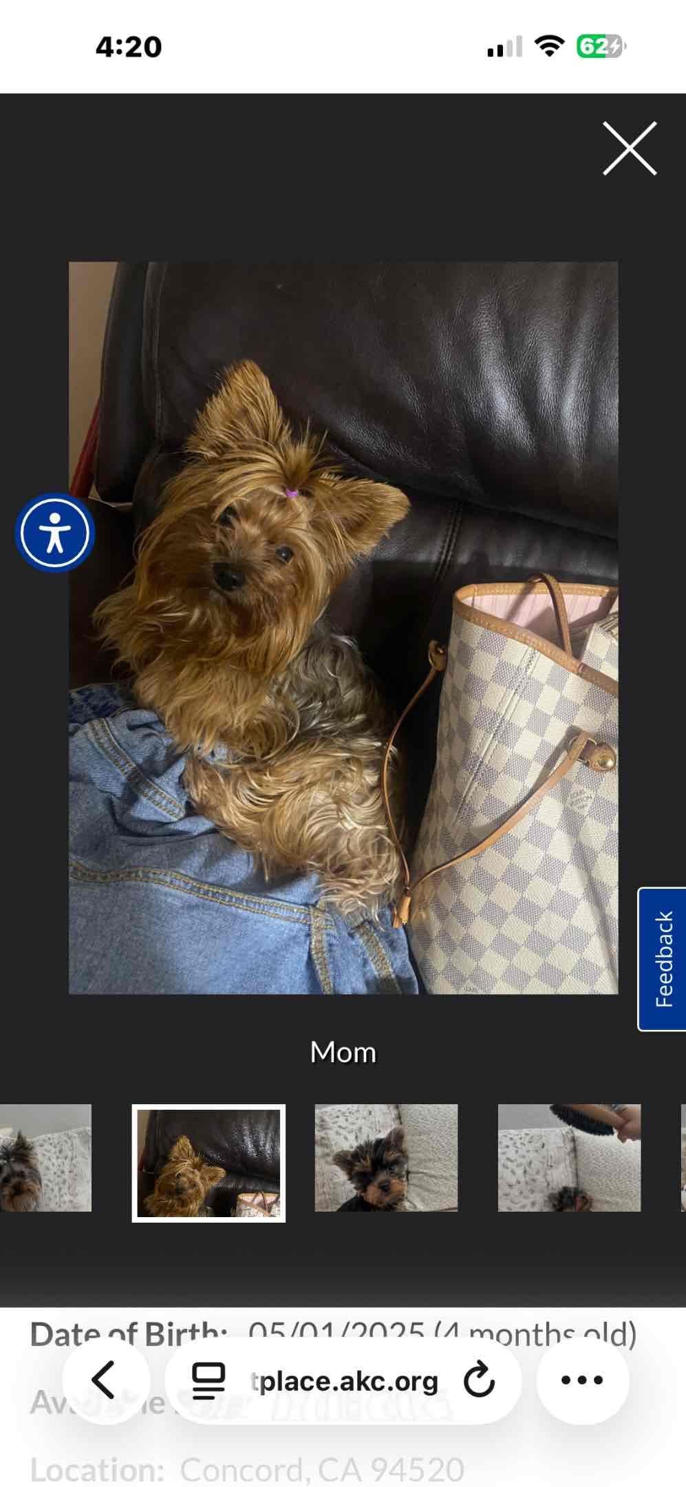 Adorable Male Yorkie breeder image 9