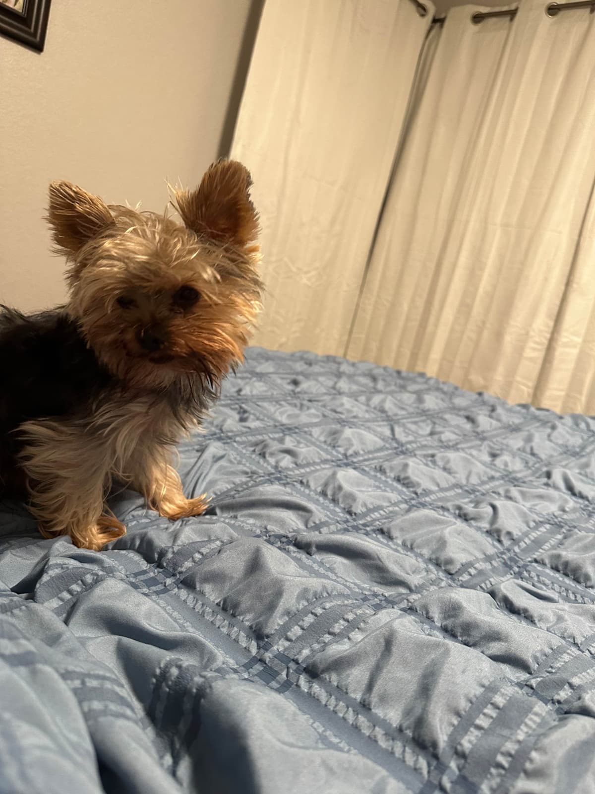 Adorable Male Yorkie breeder image 12