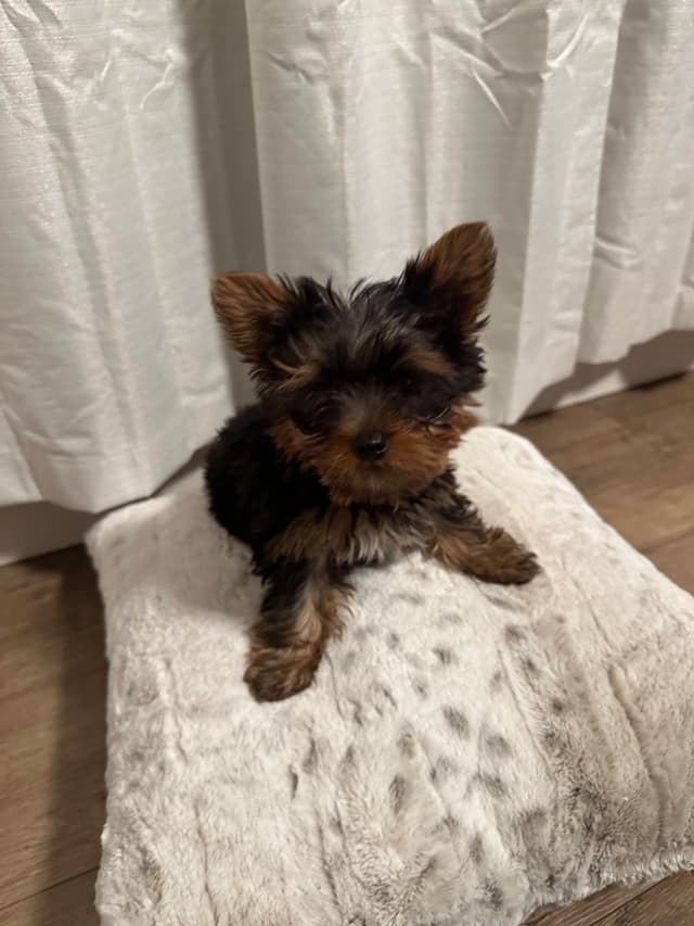 Adorable Male Yorkie media 2