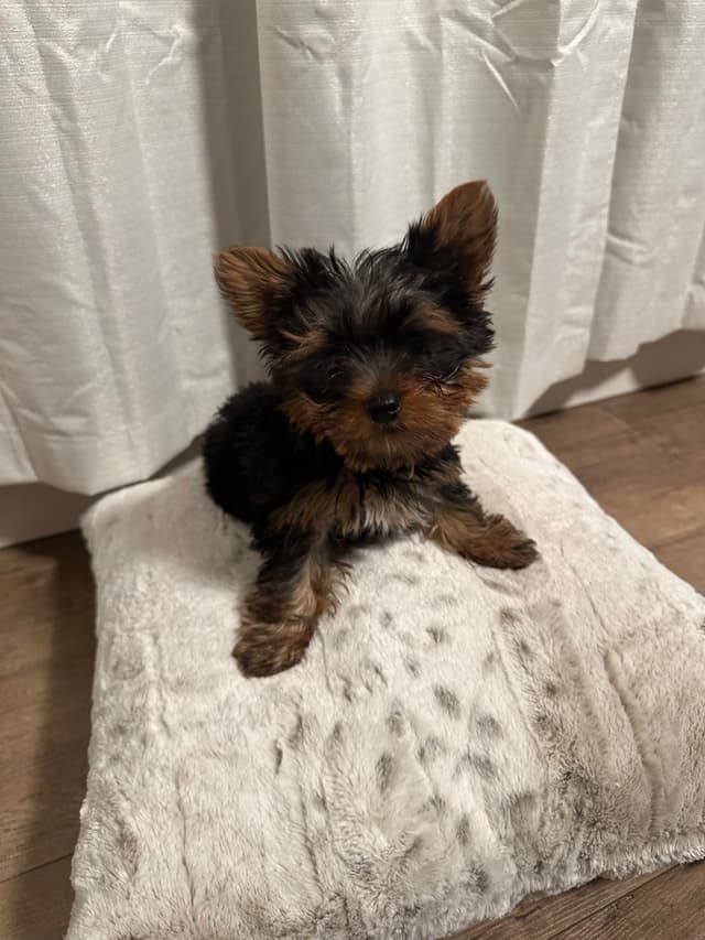 Adorable Male Yorkie media 4