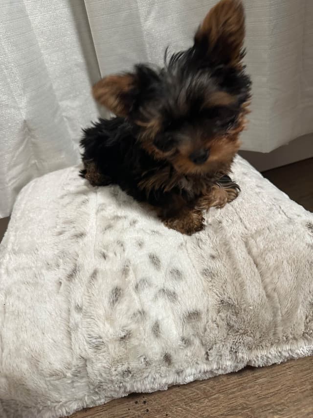 Adorable Male Yorkie media 5