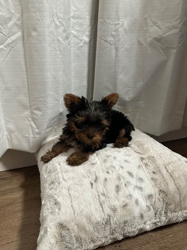 Adorable Male Yorkie media 7