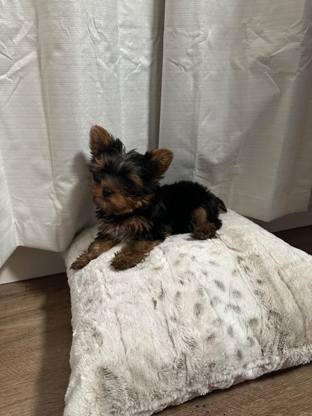 Adorable Male Yorkie media 6