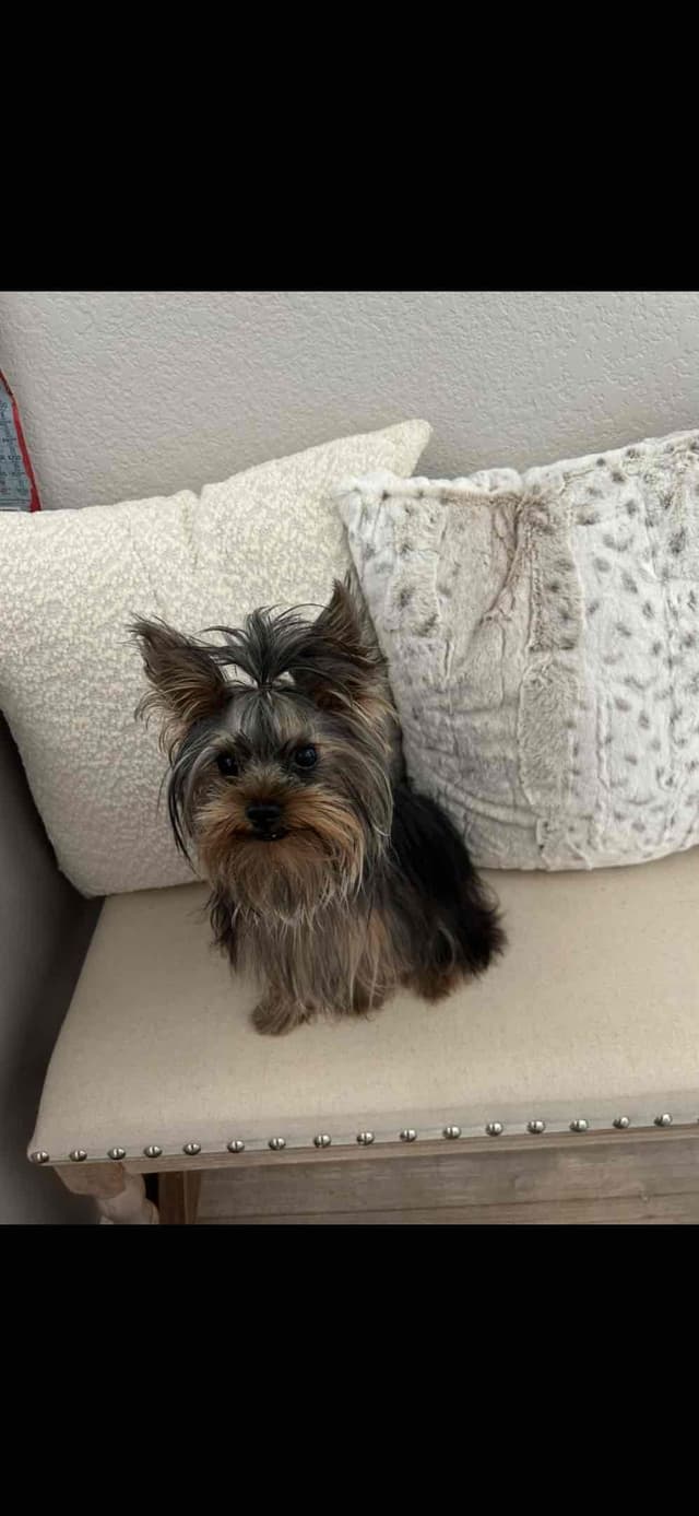 Adorable Male Yorkie media 9