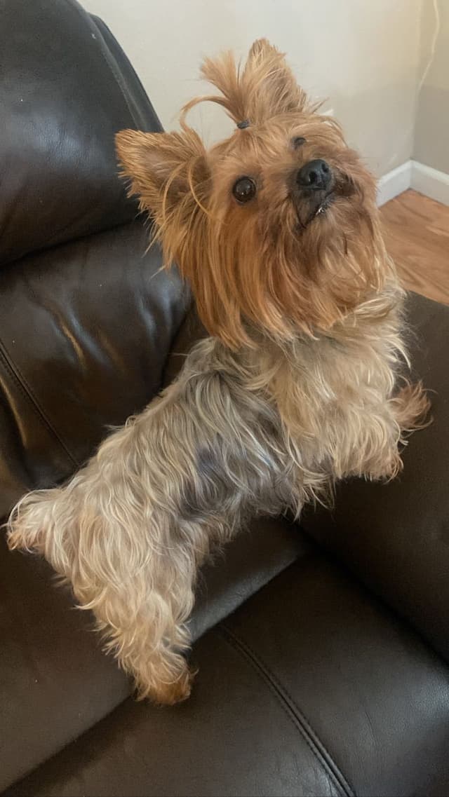 Adorable Male Yorkie media 8