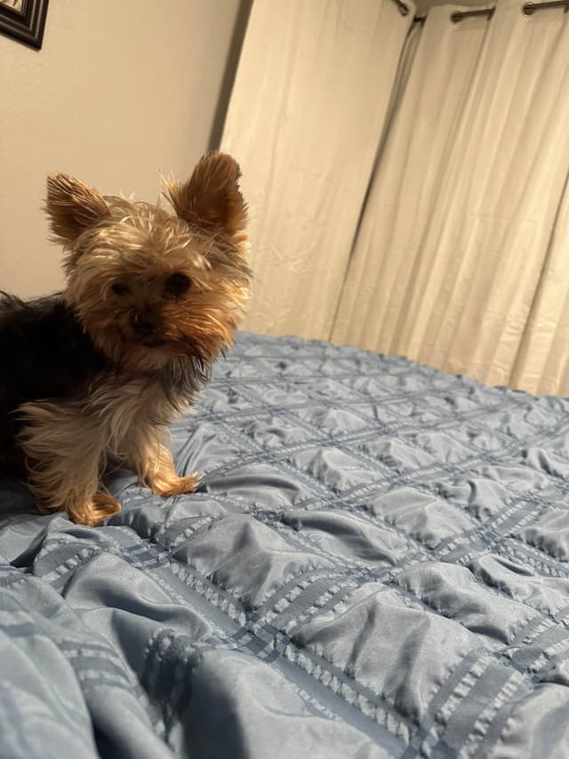 Adorable Male Yorkie media 11