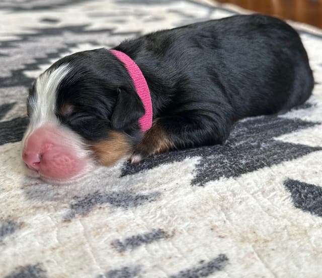 Bernese Mountain Dog Puppies media 2