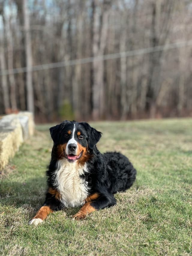 Bernese Mountain Dog Puppies media 3