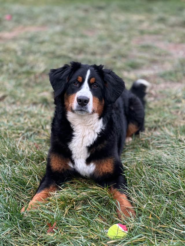 Bernese Mountain Dog Puppies media 4