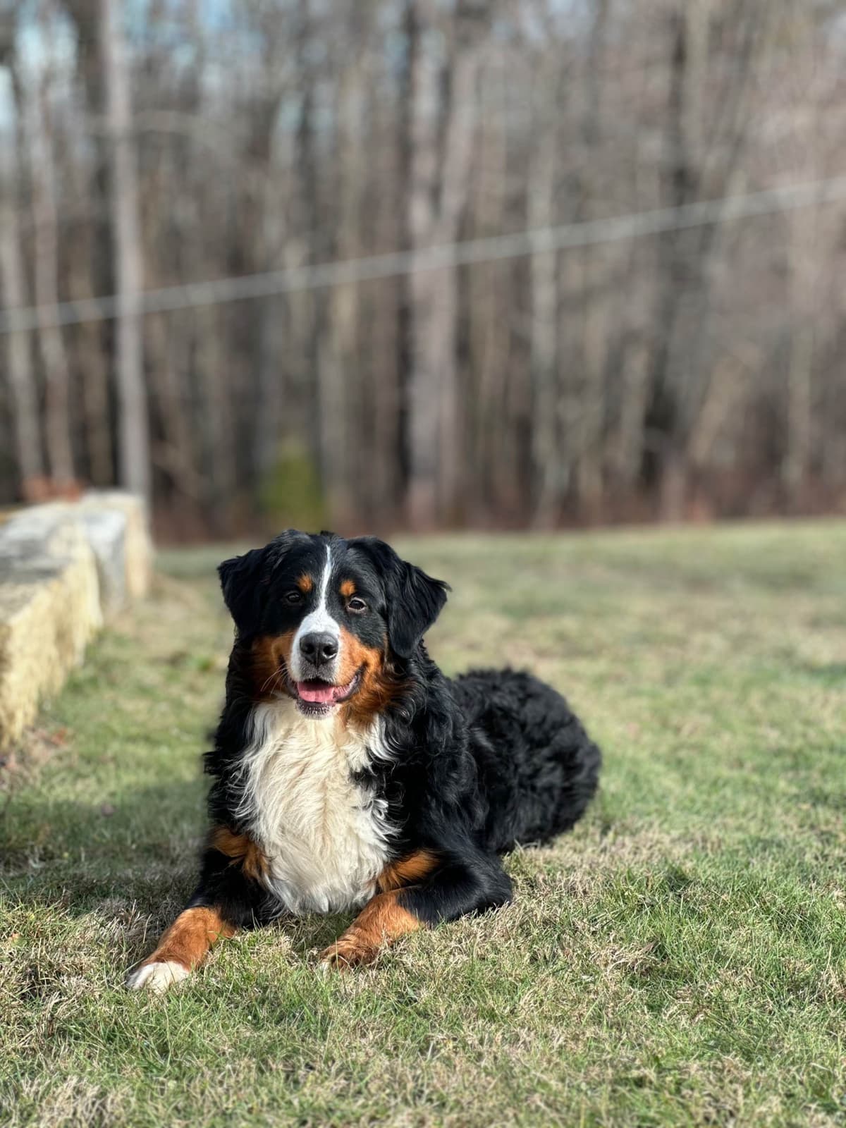 Bernese Mountain Dog Puppies breeder image 1