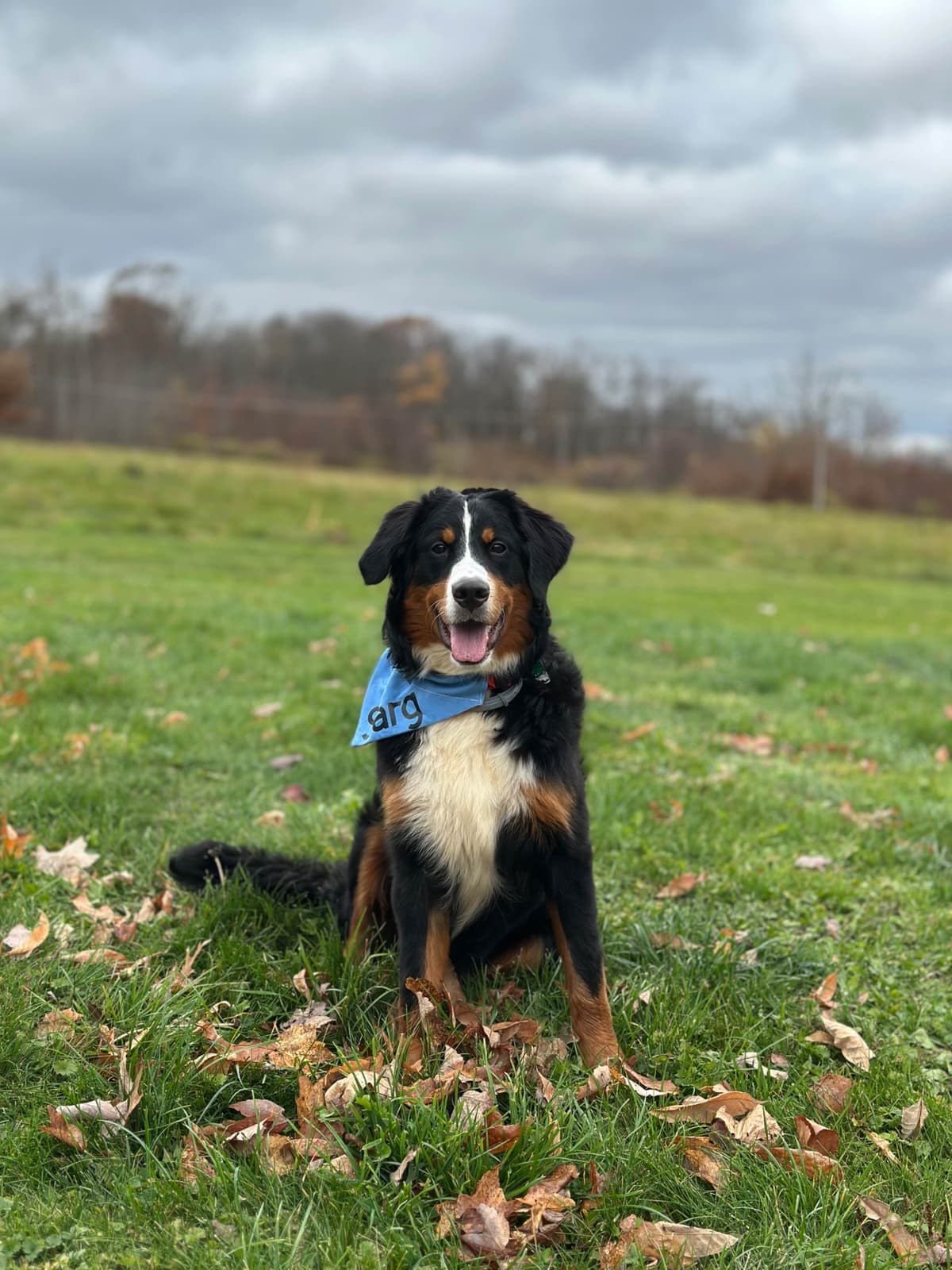 Bernese Mountain Dog Puppies breeder image 5