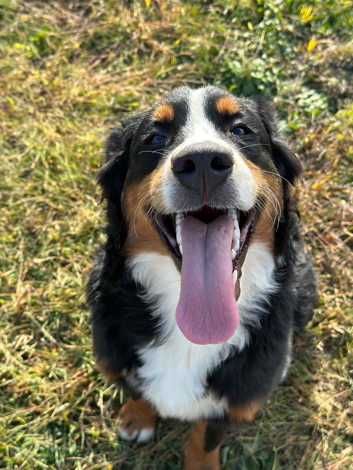 Bernese Mountain Dog Puppies breeder image 6