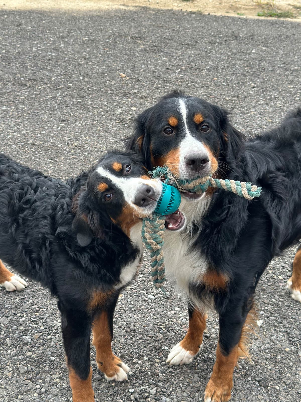 Bernese Mountain Dog Puppies breeder image 7