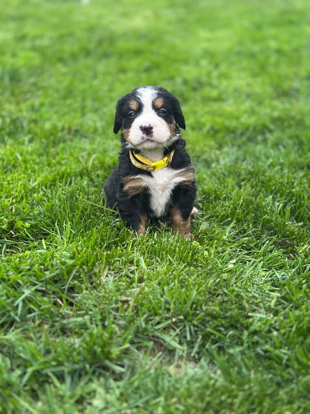 Bernese Mountain Dog Puppies media 6