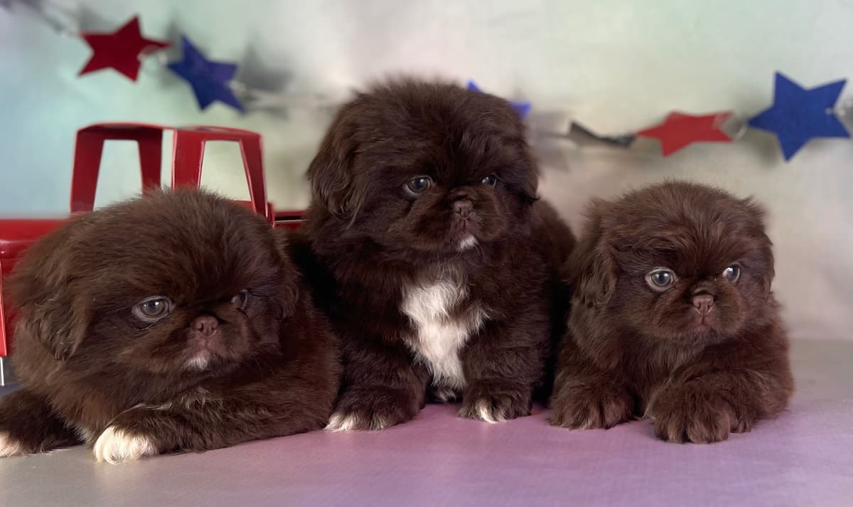 AKC DNA OFA Dachshund Puppies breeder image 3