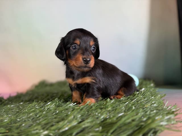 Sweet AKC DNA  OFA boys media 2