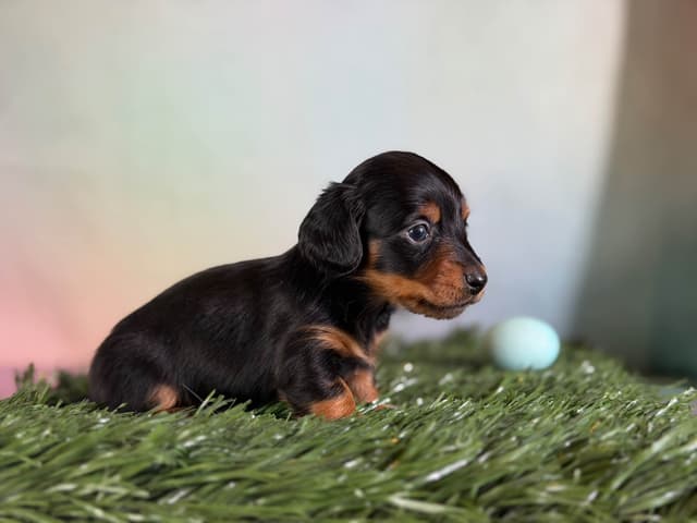Sweet AKC DNA  OFA boys media 3