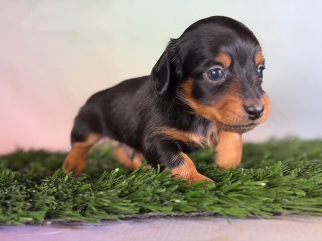 Sweet AKC DNA  OFA boys media 4