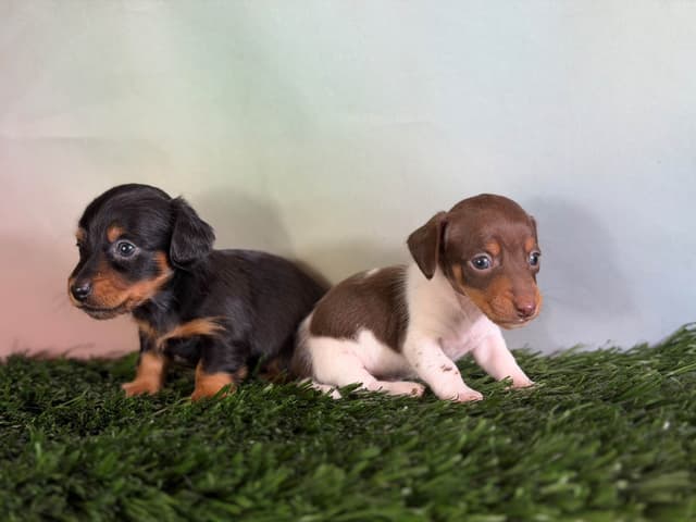 Sweet AKC DNA  OFA boys media 6