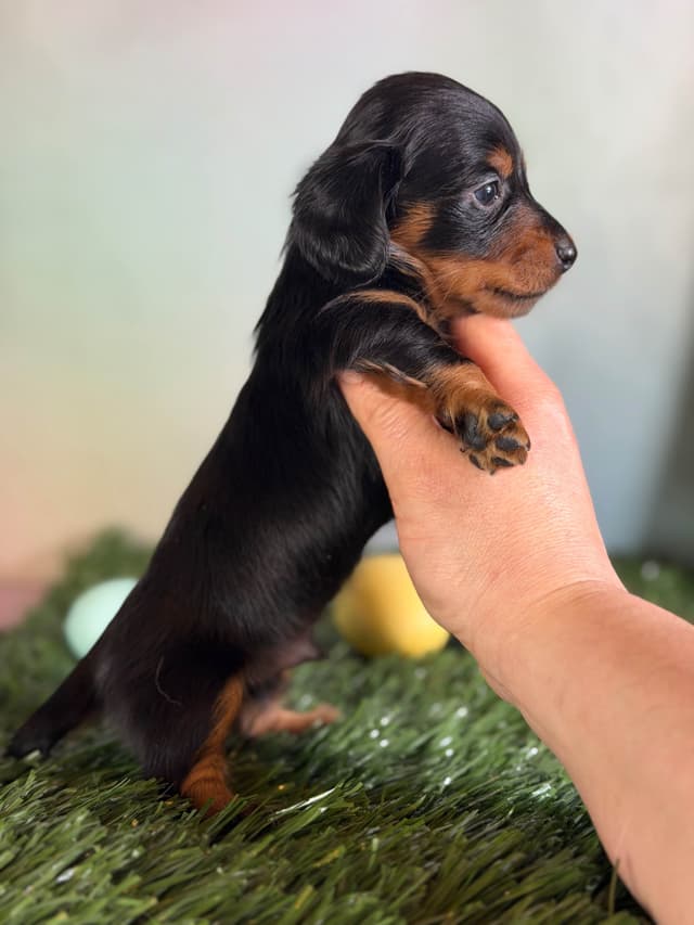 Sweet AKC DNA  OFA boys media 7