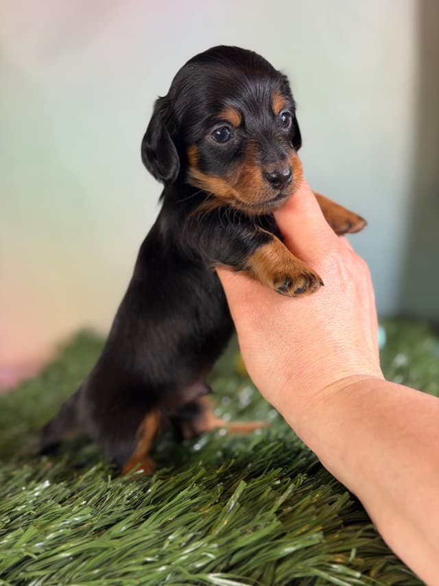 Sweet AKC DNA  OFA boys media 8
