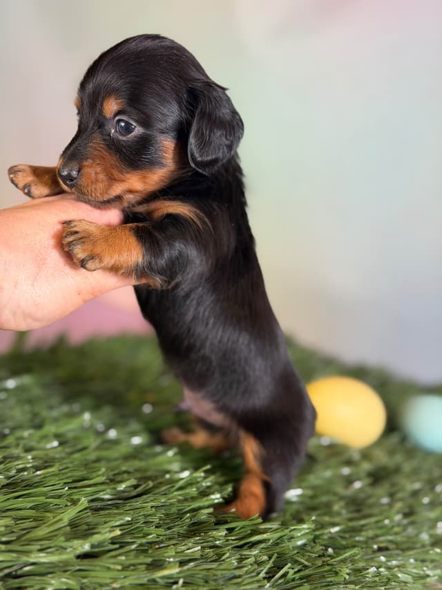 Sweet AKC DNA  OFA boys media 9