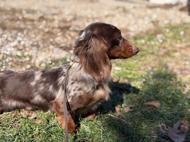 Sweet AKC DNA  OFA boys media 10